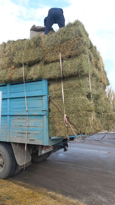 Сено, Клевер, Салома.