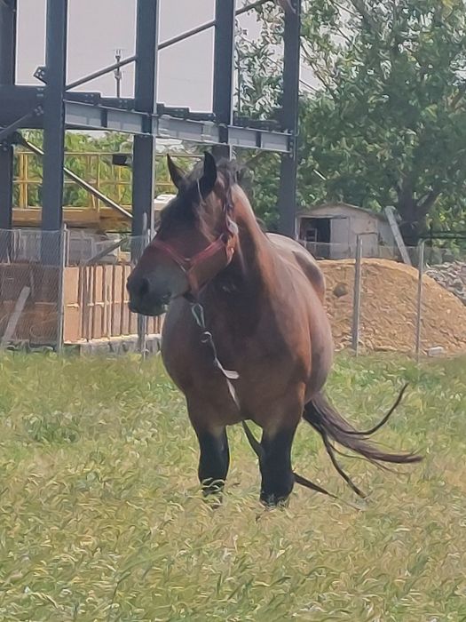 Vând iapă murgă de 5 ani cu mânză de 2 luni.