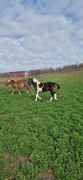 Manz tarcat de 6 luni