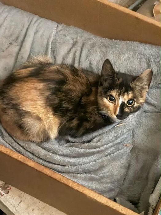 Отдам котят и кошку в хорошие руки