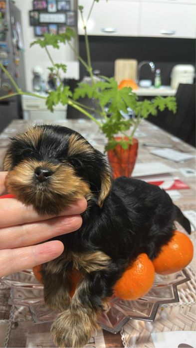 Йоркширски териер гр.Варна