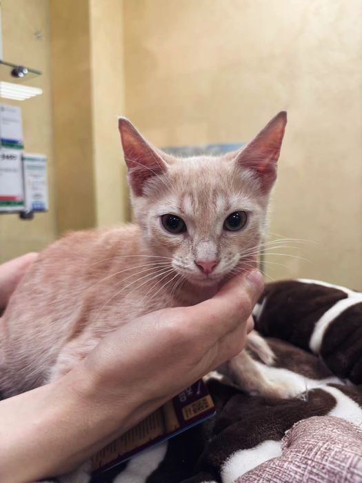 Котенок мальчик 5 месяцев