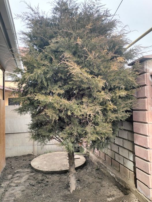 Отдам даром Туя самовывоз