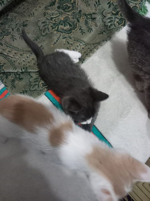Отдам котят бесплатно