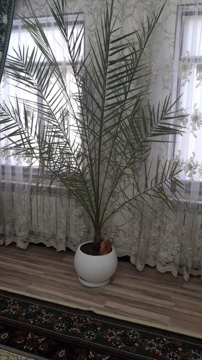 Продаётся пальма