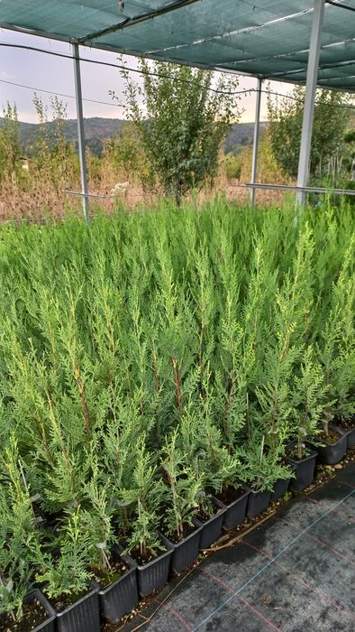 Лейландски Кипарис 40-50см