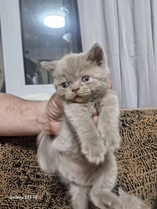 Британские котята