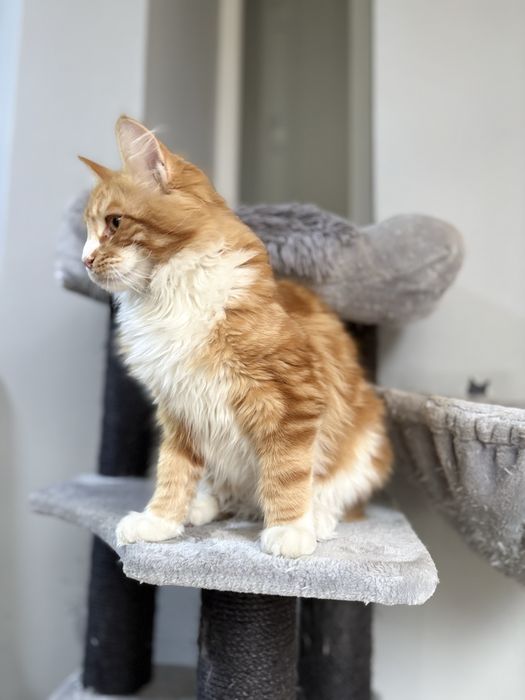 Maine Coon baietel EXTRA PUPACIOS!