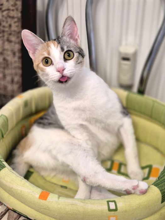 Pui de pisica, 7 luni, adoptie pisici