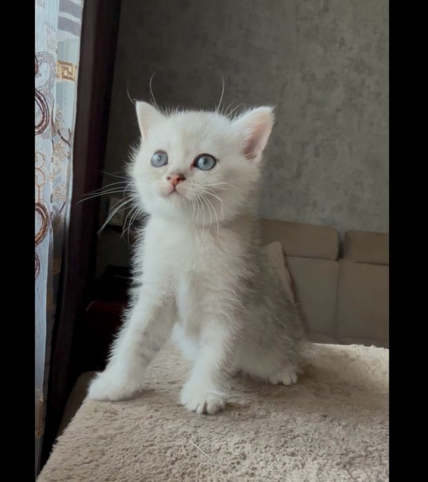 Британские котята скотиш страйт