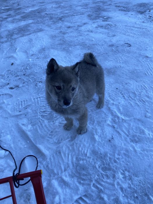 Продам щенок лайка