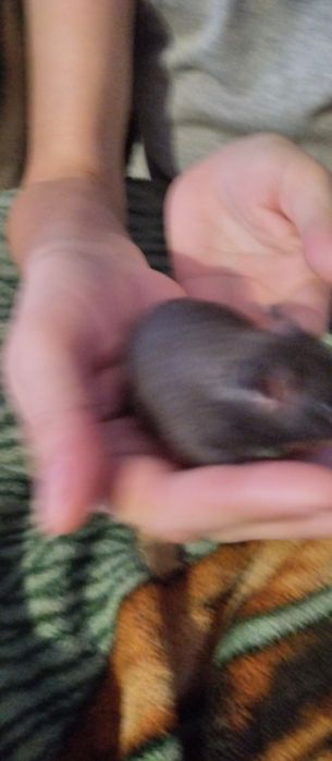 Хомеки 4 3 мальчика 1 девочка