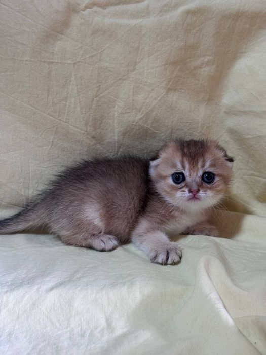 Девочка скотиш фолд
