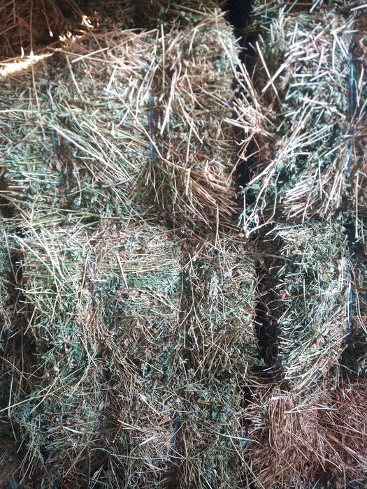 Baloți lucernă și de semănătură de iarbă, trifoi, ghizdei