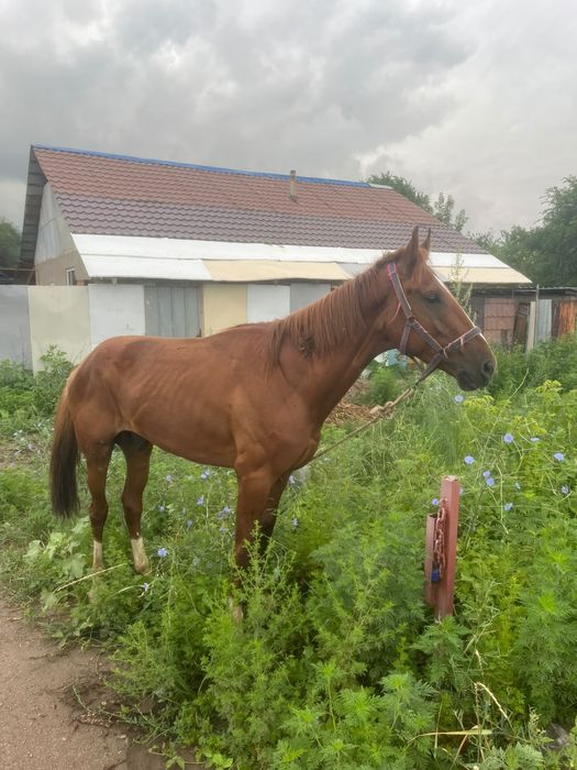 Ат сатылады жуас