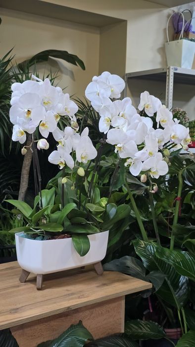 Орхидея. Орхидея Фаленопсис в белом кашпо.