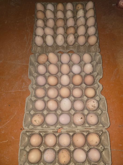 Кучин жұмыртқалары