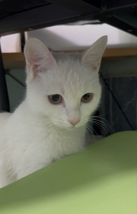 8 месяная кошка ищет дом