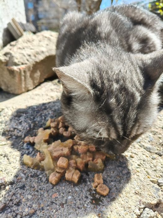 Патирялся Котик или кошка