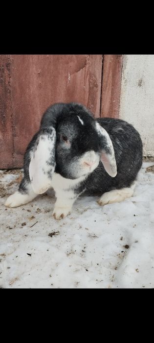 Кролик Французский баран самец