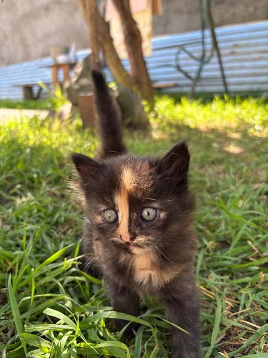 Отдадим котенка в добрые руки
