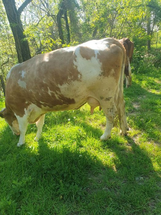 Vând vaca cu vitica