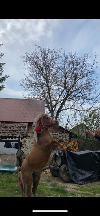 Vand sau schimb ponei