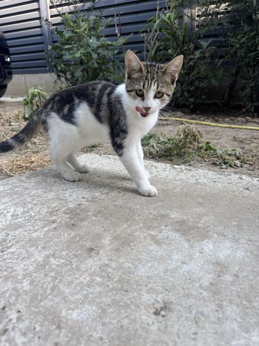 Adopție pui pisică