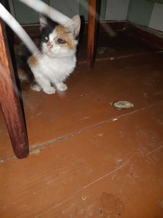 Бесплатно умные умеющие говорит и лечить кошки