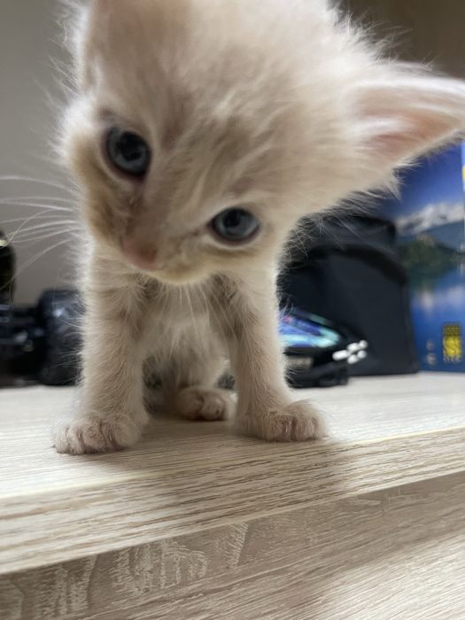 Котята невдупленыши