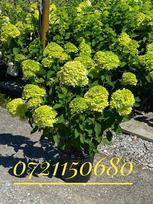 Maslini, palmieri, leandrii, tuia, platani, buxus, spirala, pon pon