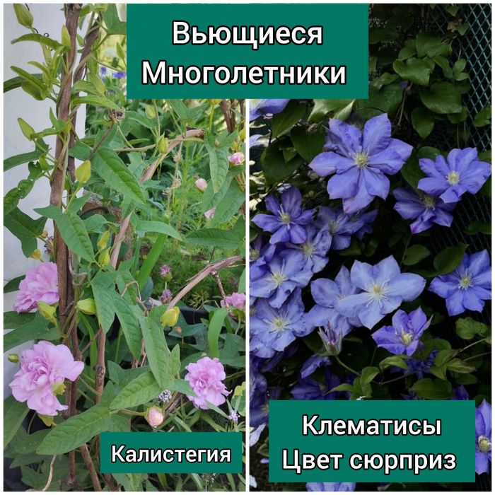 Цветы многолетние садовые