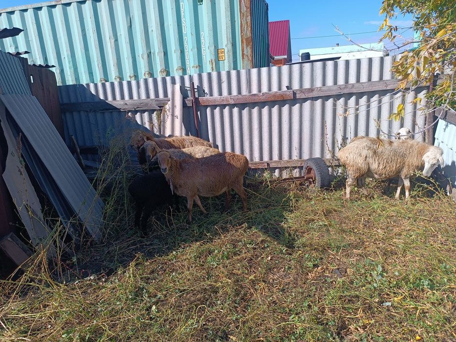 Продам овец баран