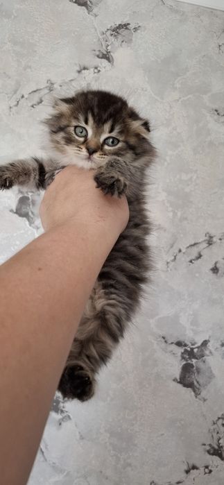 Шотландский мальчик хайленд фолд