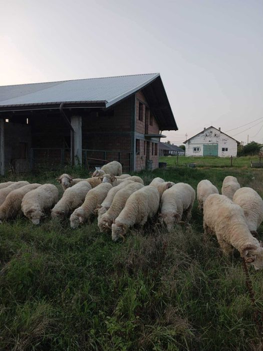 Vand Berbeci cu sau fara certificat de origine