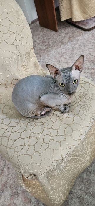 Котята канадского сфинкса