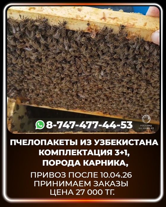 Пчелопакеты из Узбекистана