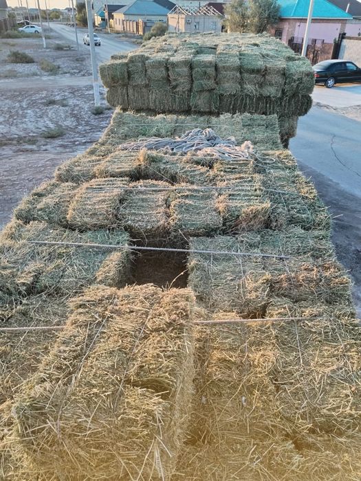 Таза жоңышқа-1000тг.2-ші орым