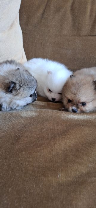 Мини померанчета