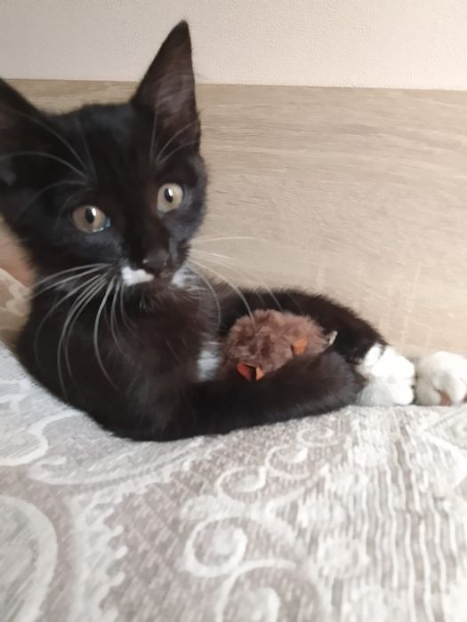 Котенок 2 месяца