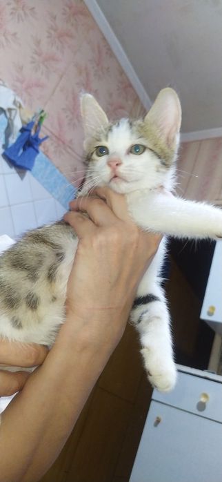 Котята, домашние