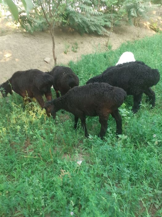 Gijduvonda Toza hisori quzilar sotiladi 6ta 1joyga sotiladi