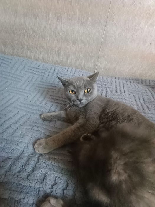 Срочно продам котят