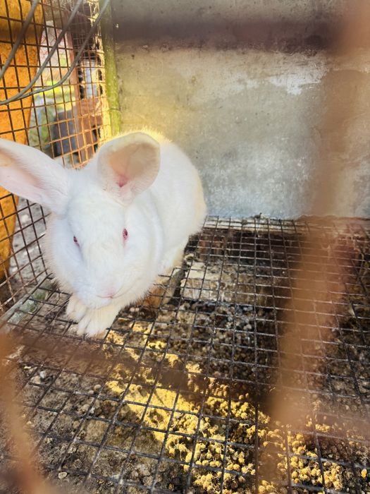 Продавам мъжки зайци