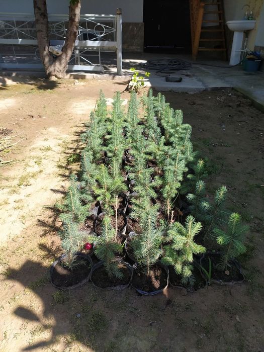 Голубая ель кўчатлари сотилади 4йиллик, 2 литрли  тувакларда