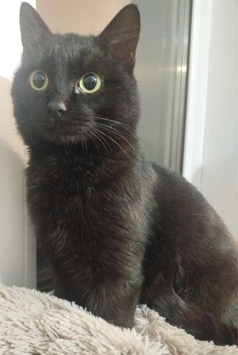 Ласковый Кот Уголёк ищет дом!