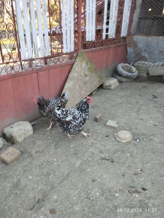 Găini Susex portelan