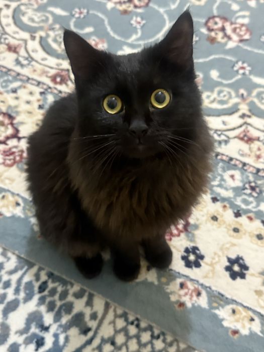 Отдаю кота в добрые руки