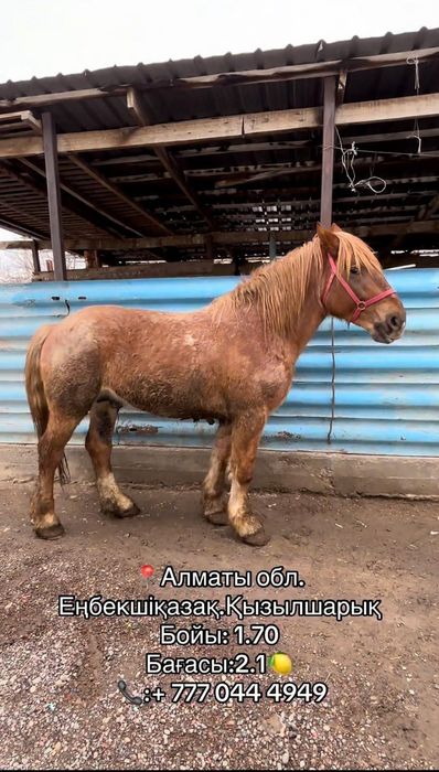 Породистая Лошадь