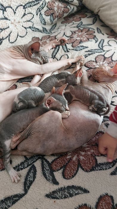 Котята сфинкс донской
